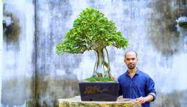 Camellia bonsai tree artwork