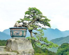 Bougainvillea bonsai tree