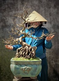 Yellow apricot bonsai tree