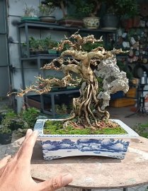 Bonsai tree overrock