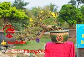 Phần 1: 1 số tác phẩm đẹp tại hội thi hoa kiểng - bonsai - mai vàng