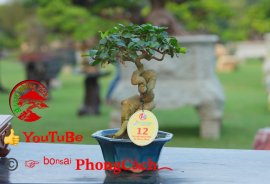 Phần 1: 1 số tác phẩm đẹp tại hội thi hoa kiểng - bonsai - mai vàng