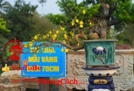 Phần 1: 1 số tác phẩm đẹp tại hội thi hoa kiểng - bonsai - mai vàng