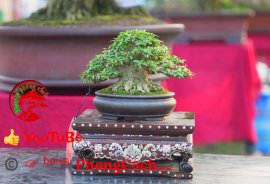 Phần 1: 1 số tác phẩm đẹp tại hội thi hoa kiểng - bonsai - mai vàng