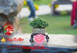 Phần 1: 1 số tác phẩm đẹp tại hội thi hoa kiểng - bonsai - mai vàng