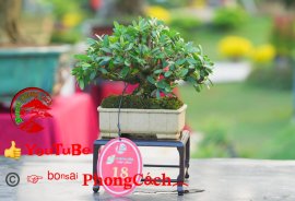 Phần 1: 1 số tác phẩm đẹp tại hội thi hoa kiểng - bonsai - mai vàng