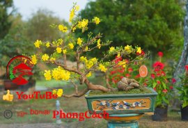 Phần 1: 1 số tác phẩm đẹp tại hội thi hoa kiểng - bonsai - mai vàng