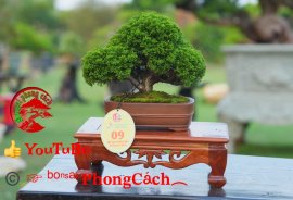 Phần 1: 1 số tác phẩm đẹp tại hội thi hoa kiểng - bonsai - mai vàng