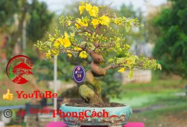 Phần 1: 1 số tác phẩm đẹp tại hội thi hoa kiểng - bonsai - mai vàng