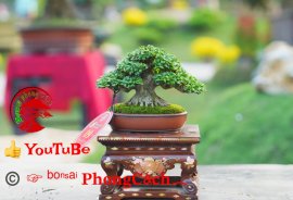 Phần 1: 1 số tác phẩm đẹp tại hội thi hoa kiểng - bonsai - mai vàng