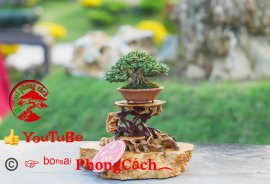 Phần 1: 1 số tác phẩm đẹp tại hội thi hoa kiểng - bonsai - mai vàng