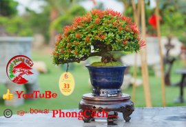 Phần 1: 1 số tác phẩm đẹp tại hội thi hoa kiểng - bonsai - mai vàng