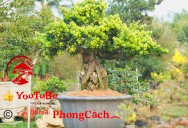 Phần 1: 1 số tác phẩm đẹp tại hội thi hoa kiểng - bonsai - mai vàng