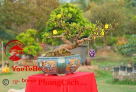 Phần 1: 1 số tác phẩm đẹp tại hội thi hoa kiểng - bonsai - mai vàng