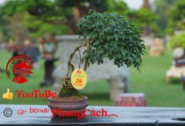 Phần 1: 1 số tác phẩm đẹp tại hội thi hoa kiểng - bonsai - mai vàng