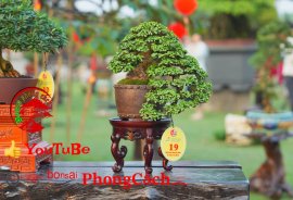 Phần 2: 1 số tác phẩm đẹp tại hội thi hoa kiểng - bonsai - mai vàng