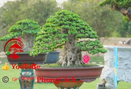 Phần 3: 1 số tác phẩm đẹp tại hội thi hoa kiểng - bonsai - mai vàng