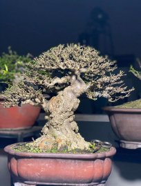 Water Jasmine bonsai tree