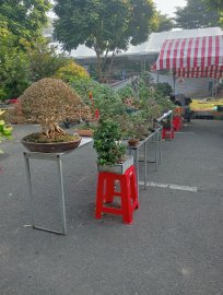 Ngày đầu tiên ở chợ hoa cảnh tết 2025