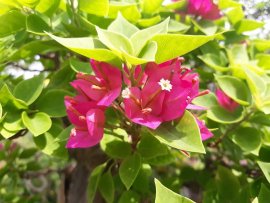 Bougainvillea tree