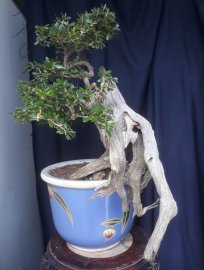 Vietnamese blue bell tree grafted white flower
