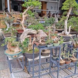 Bonsai cây cảnh chơi tết 2025