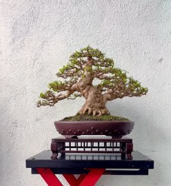 Water Jasmine bonsai tree