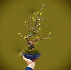 Yellow apricot tree