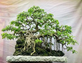 Ficus benjamina bonsai tree