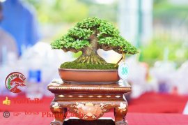 Phần 2: Hội thi và triển lãm bonsai tp sadec 2025