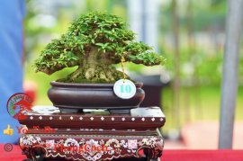 Phần 2: Hội thi và triển lãm bonsai tp sadec 2025