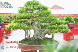 Phần 2: Hội thi và triển lãm bonsai tp sadec 2025