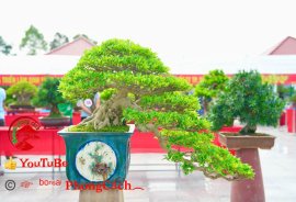 Phần 2: Hội thi và triển lãm bonsai tp sadec 2025