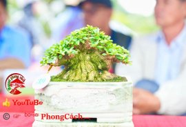 Phần 2: Hội thi và triển lãm bonsai tp sadec 2025