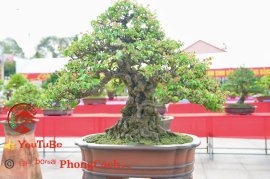 Phần 2: Hội thi và triển lãm bonsai tp sadec 2025