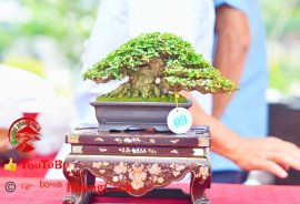 Phần 2: Hội thi và triển lãm bonsai tp sadec 2025