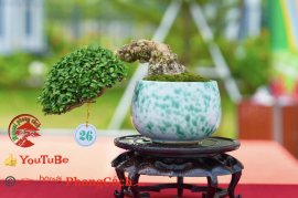 Phần 2: Hội thi và triển lãm bonsai tp sadec 2025