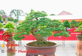 Phần 2: Hội thi và triển lãm bonsai tp sadec 2025