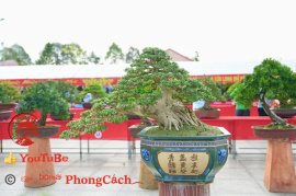 Phần 2: Hội thi và triển lãm bonsai tp sadec 2025