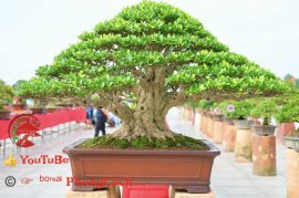 Phần 2: Hội thi và triển lãm bonsai tp sadec 2025