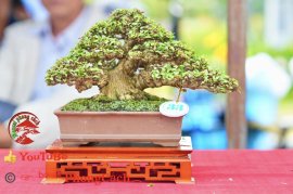 Phần 2: Hội thi và triển lãm bonsai tp sadec 2025