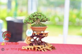 Phần 2: Hội thi và triển lãm bonsai tp sadec 2025