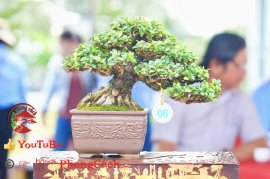 Phần 2: Hội thi và triển lãm bonsai tp sadec 2025