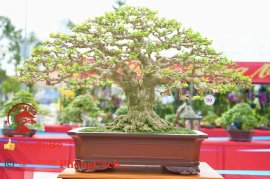 Phần 2: Hội thi và triển lãm bonsai tp sadec 2025