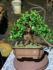 Ficus Bengalensis Japanese bonsai tree