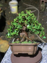 Ficus Bengalensis Japanese bonsai tree