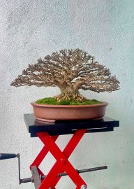 Mai chiếu thủy bonsai