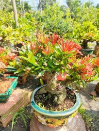 Lotus ixora trees, red ixora trees