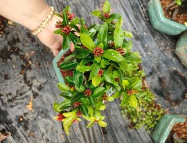 Lotus ixora trees, red ixora trees