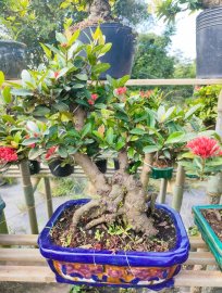 Lotus ixora trees, red ixora trees